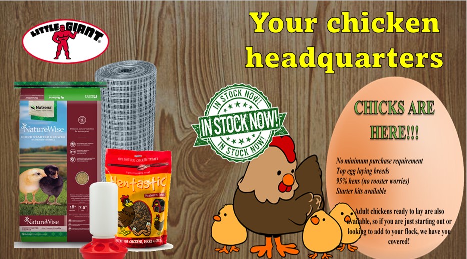 Chicks & Poultry Supplies